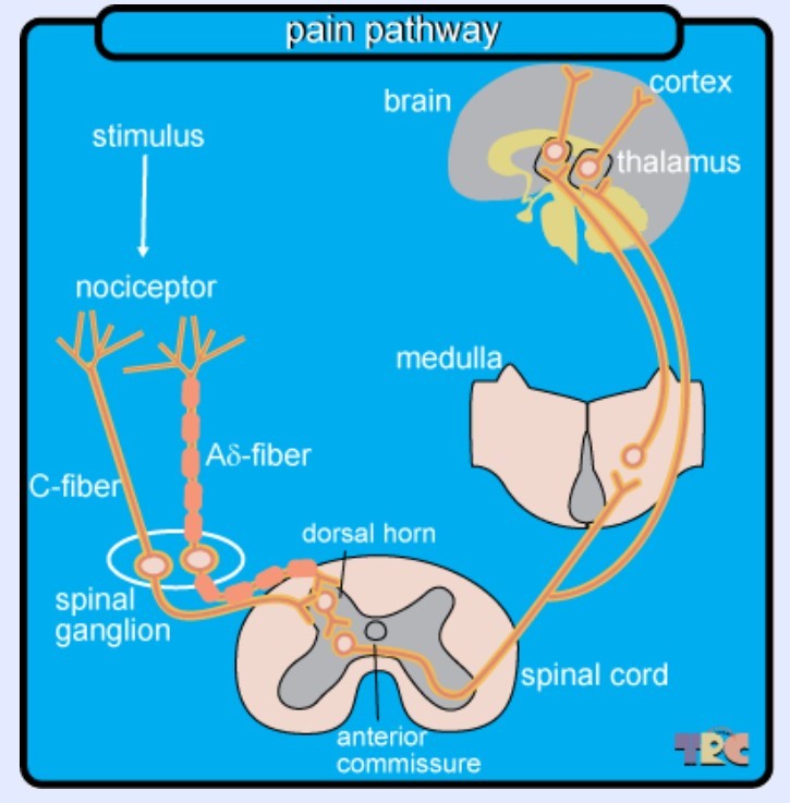 Cannabis chronic pain