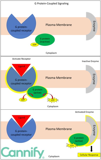 G  protein-coupled signaling ligand receptor