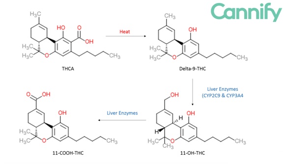 thc metabolism pathway