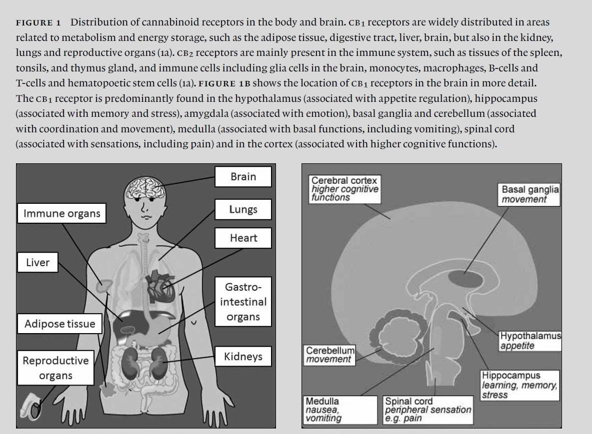 Cannabis and body