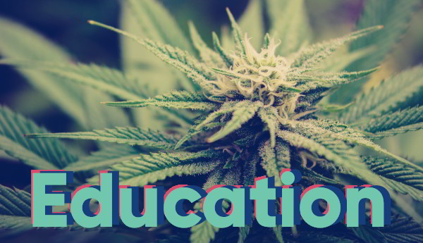 cannabis education pages