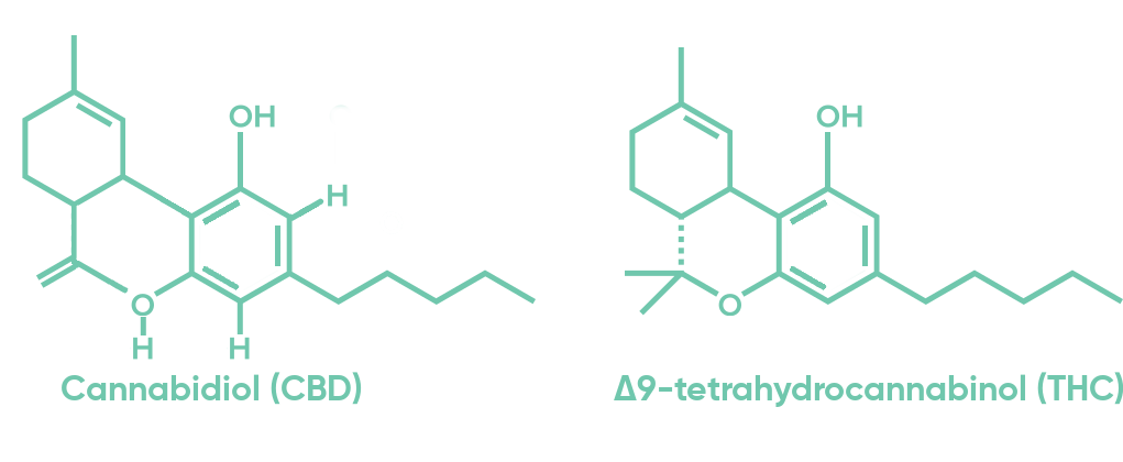 cbd and thc molecules illustration