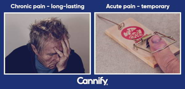 Cannabis chronic pain