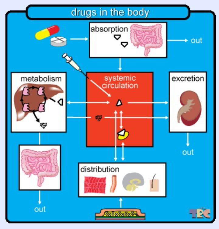 clinical pharmacology pharmacokinetics illustration