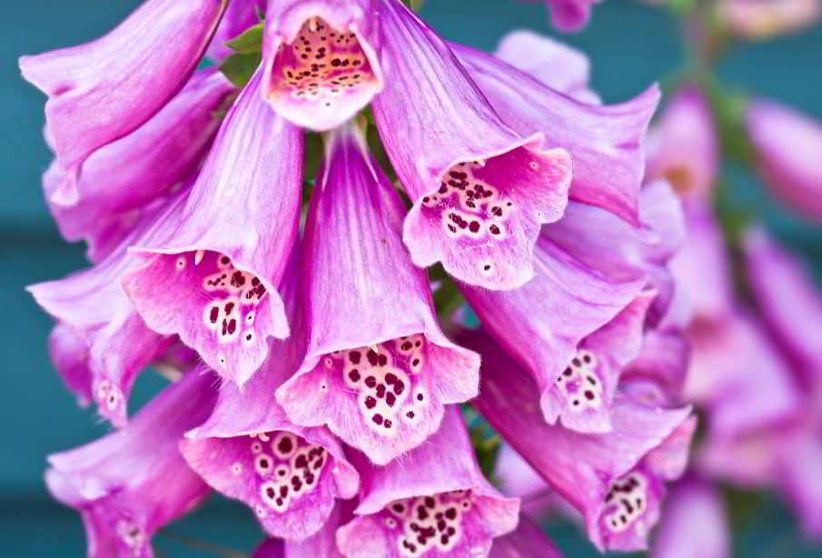 foxglove