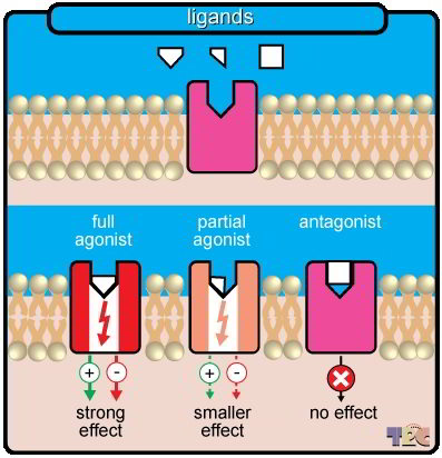 ligands