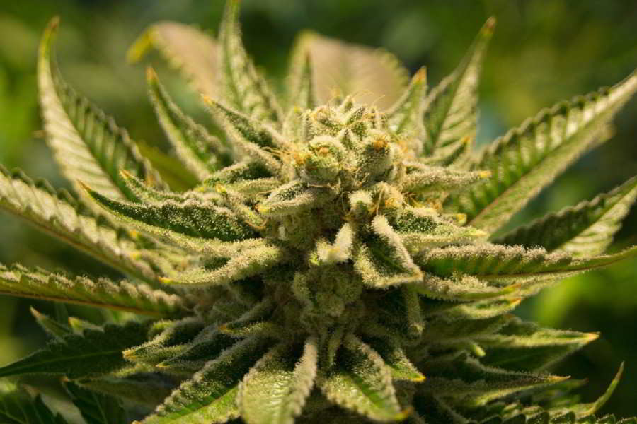 marijuana not hemp