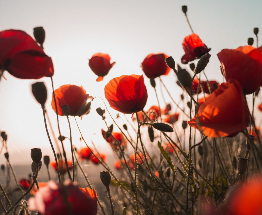 cannabis safety but they are poppies