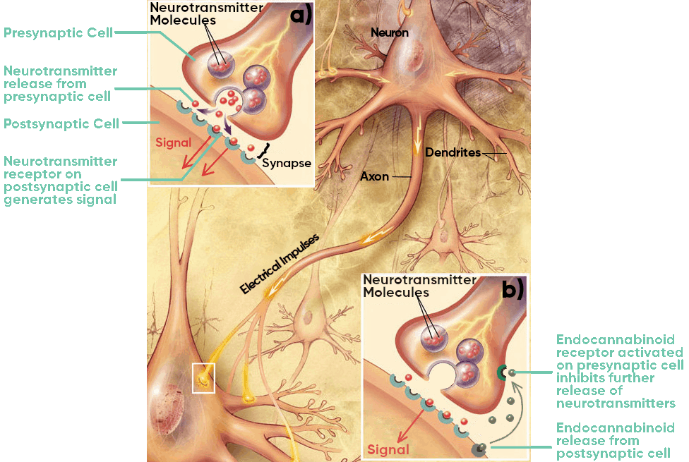 retrograde signaling illustration