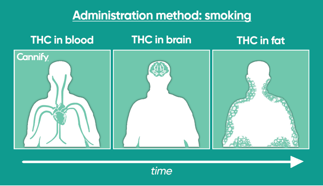 thc distribution in the body over time