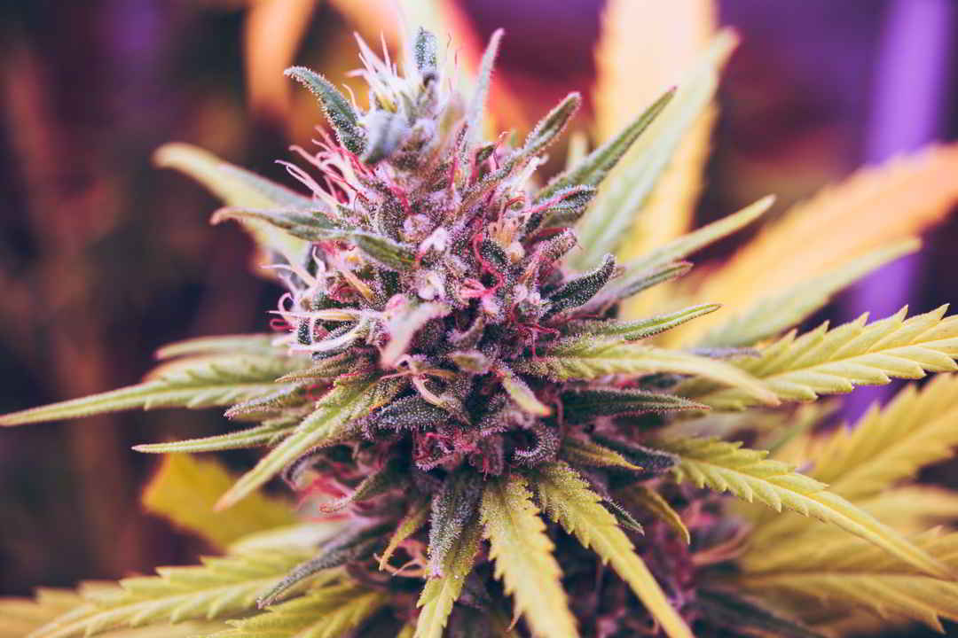 frosty cannabis flower