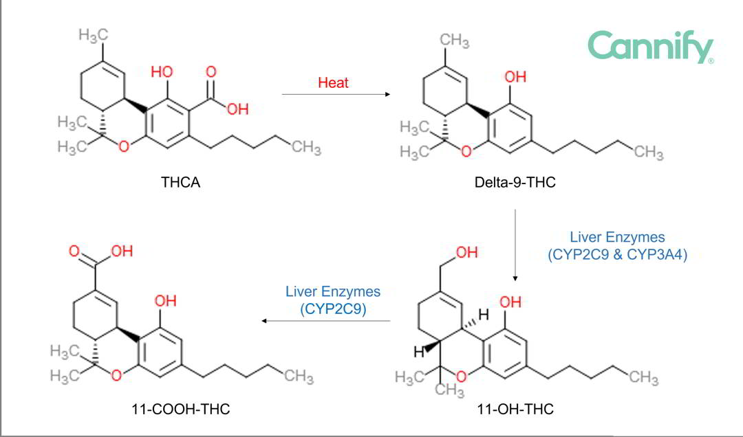 thc metabolism pathway