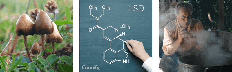 kinds of psychedelics