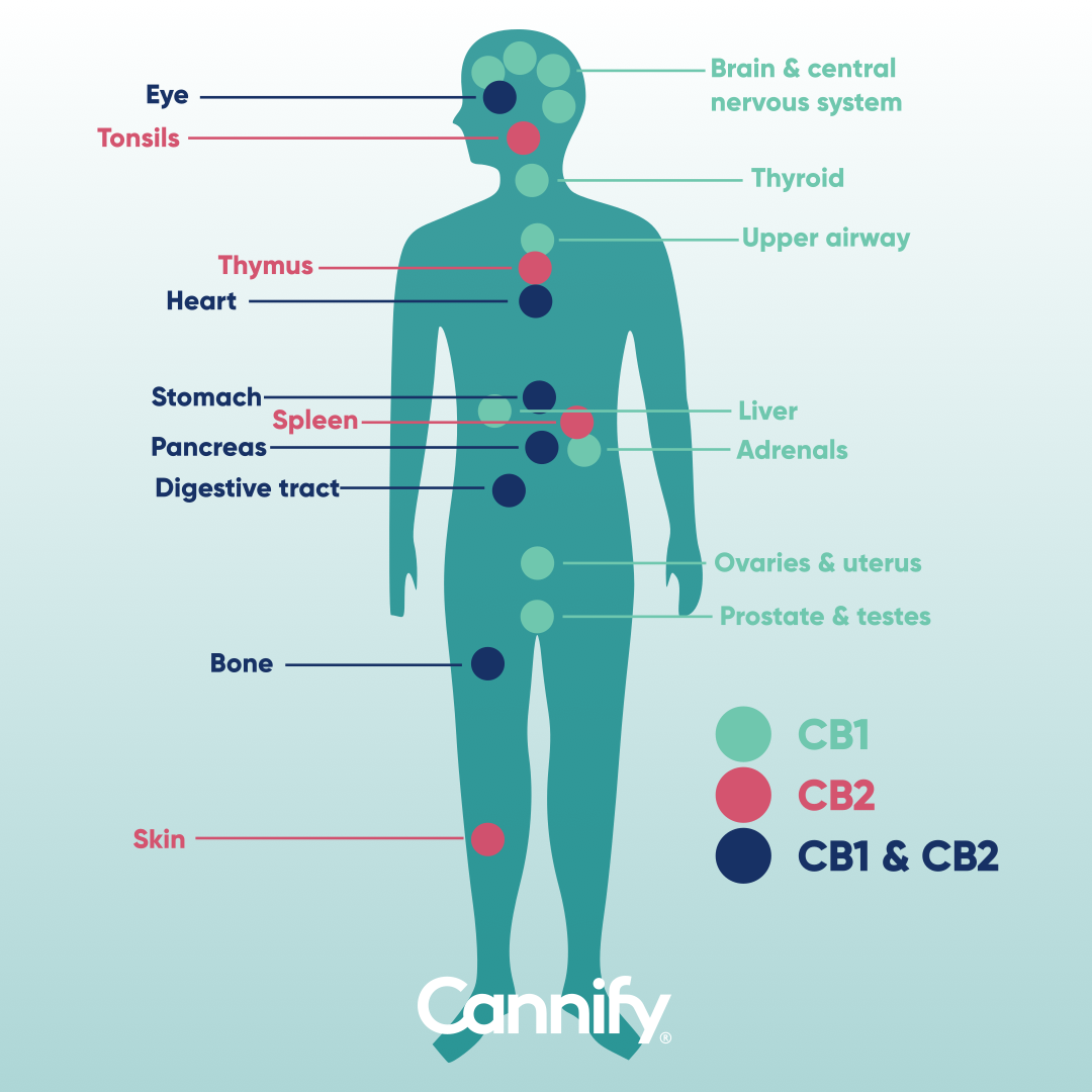 CB receptors location